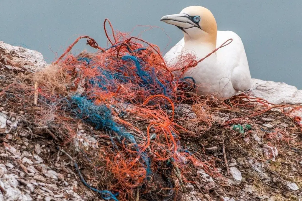 Seabird and plastic netting