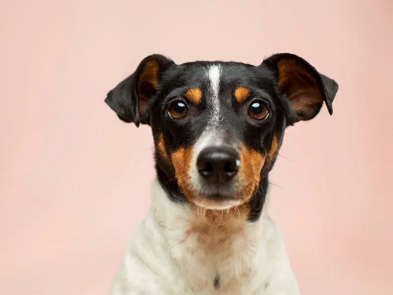 Head and shoulders of Jack Russell dog against pale pink background
