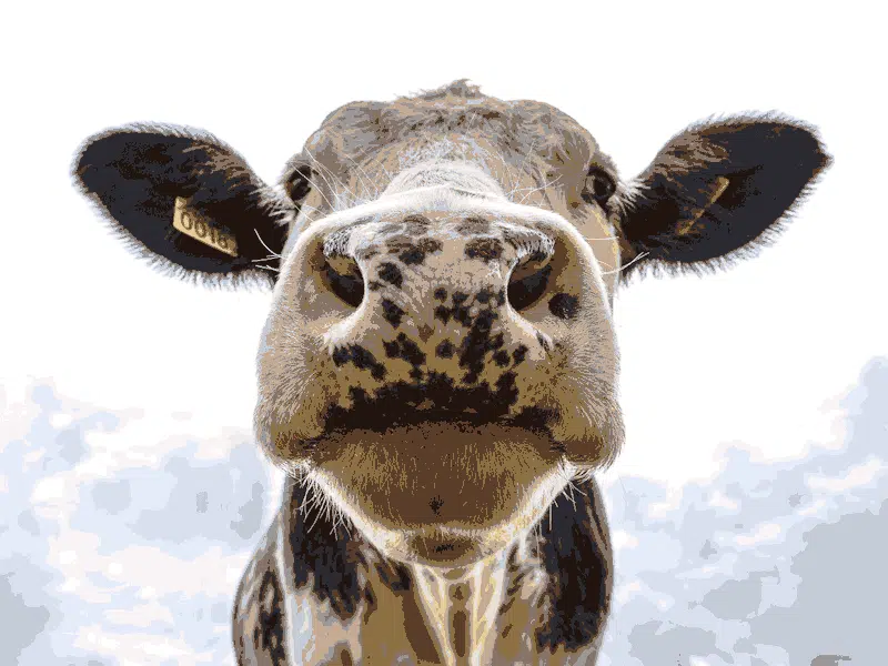 Close-up photo of a cow's face.