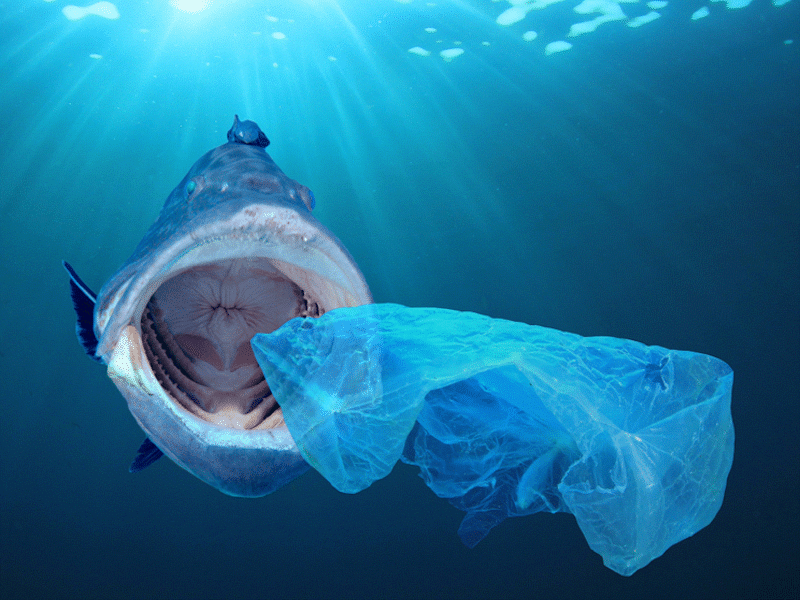 Shark with open mouth approaching plastic bag in ocean