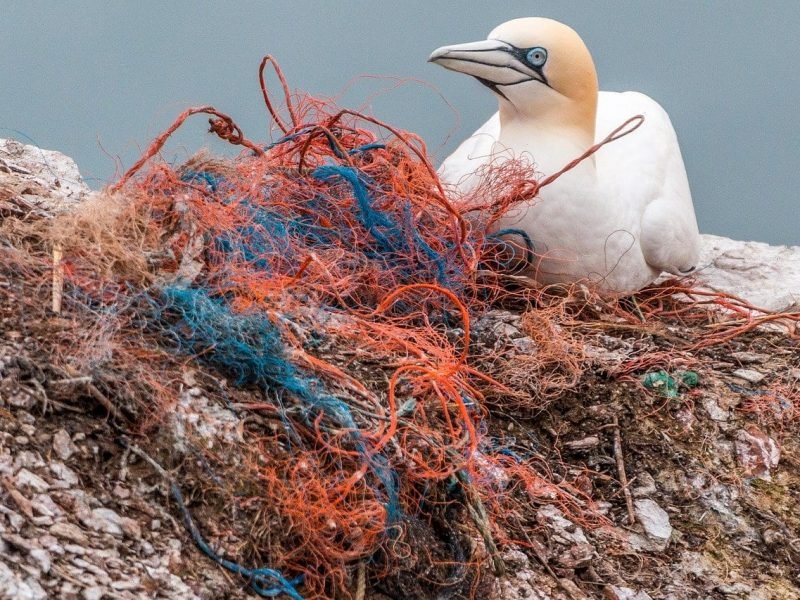 Seabird and plastic netting